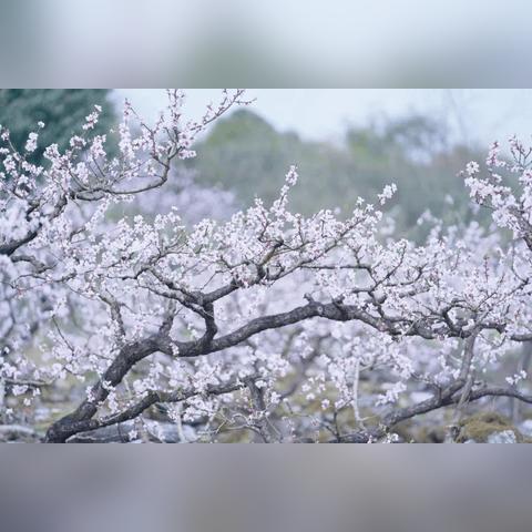 铁西永乐公园建设进展顺利,预计2024年提供更多休闲娱乐设施